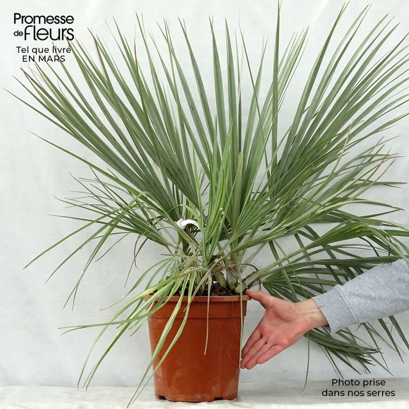 Example of Nannorrhops ritchiana Silver - Palmier Mazari Pot de 7,5L/10L as you get in printemps