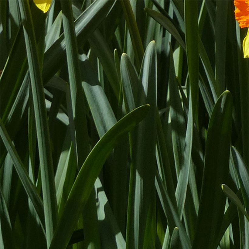 Narcisse Brackenhurst (Feuillage)