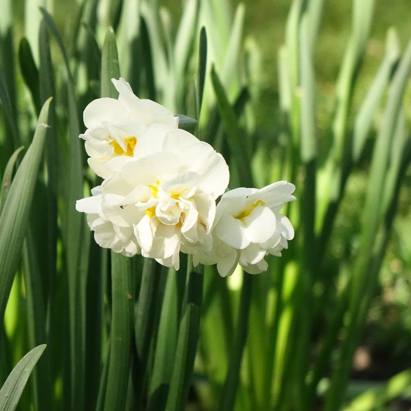 Narcisse Bridal Crown (Floraison)