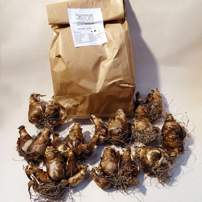 Exemple de spécimen de Narcisse Chromacolor Boîte calibre 14/16 tel que livré