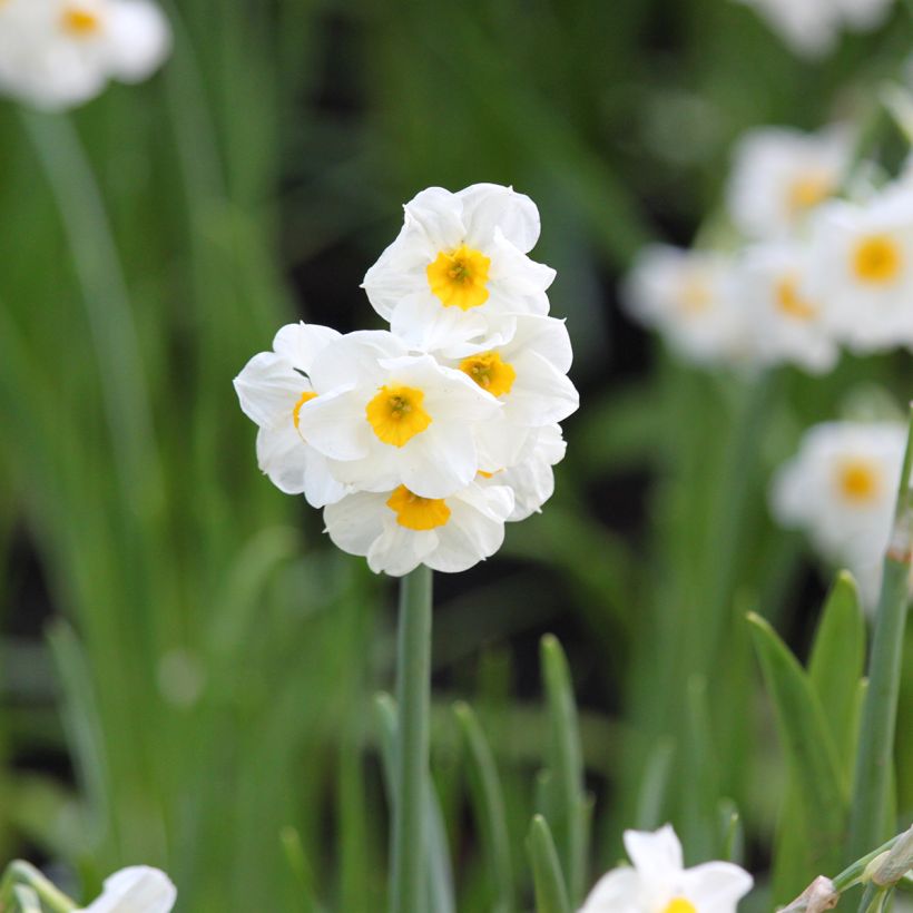 Narcisse tazetta Laurens Koster (Floraison)