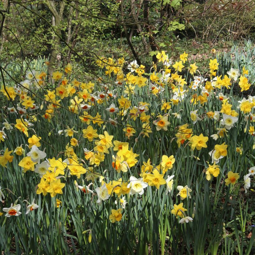 Narcisses Sélection Schryve (Port)