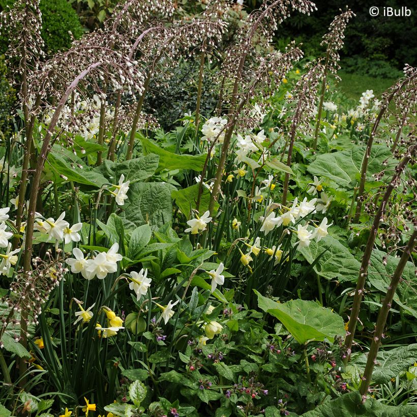 Narcisse Pueblo (Port)