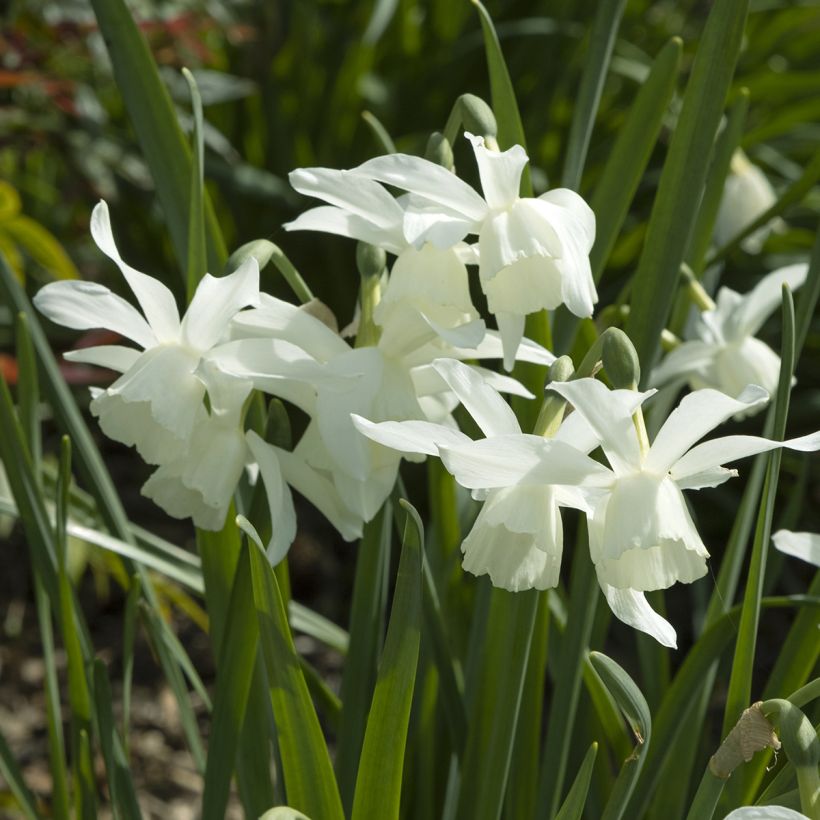 Narcisse Pueblo (Floraison)
