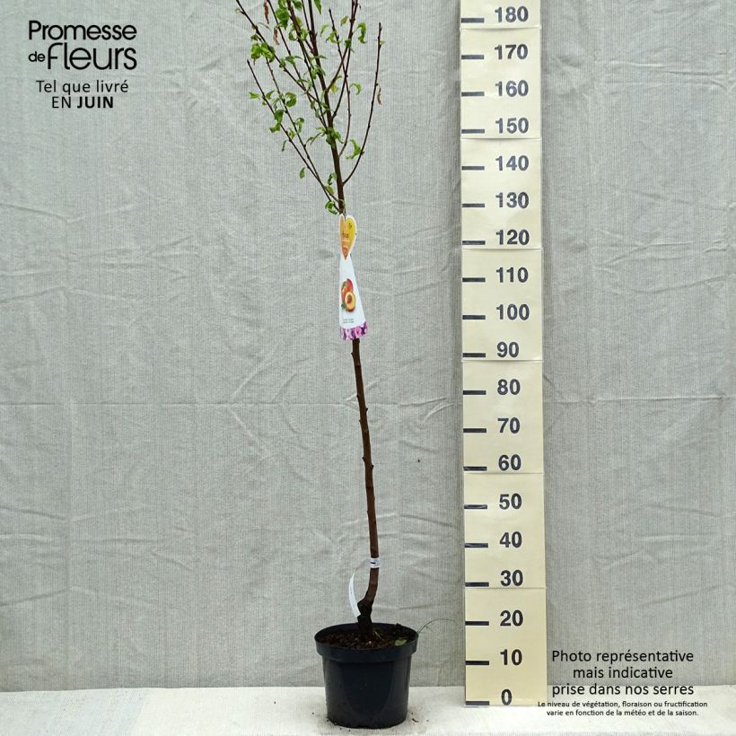 Spécimen de Nectarinier Flavor Top - Prunus persica nucipersica  Pot de 7,5L/10L, Demi-Tige tel que livré au printemps