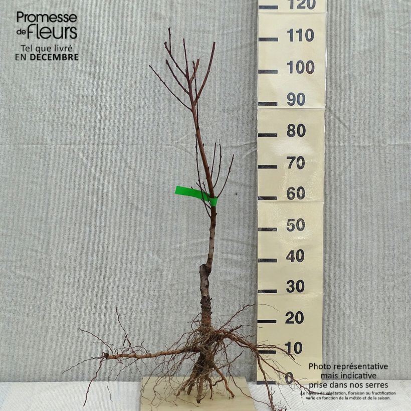 Spécimen de Nectarinier - Prunus persica nucipersica Nectarose Racines nues, Scion tel que livré en hiver