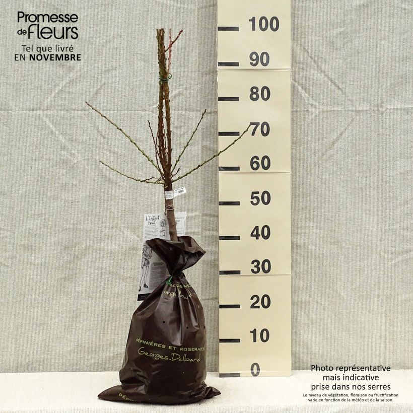 Spécimen de Nectarinier nain Nectarella - Georges Delbard Motte "Prêt-à-planter", 1/4 de tige, Tronc de 30/40cm tel que livré en automne