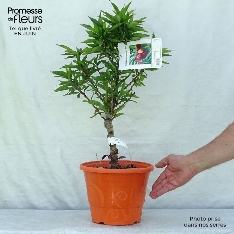 Spécimen de Nectarinier nain Rubis Necta Zee Pot de 7,5L/10L, 1/4 de tige, Tige de 40 cm tel que livré en été