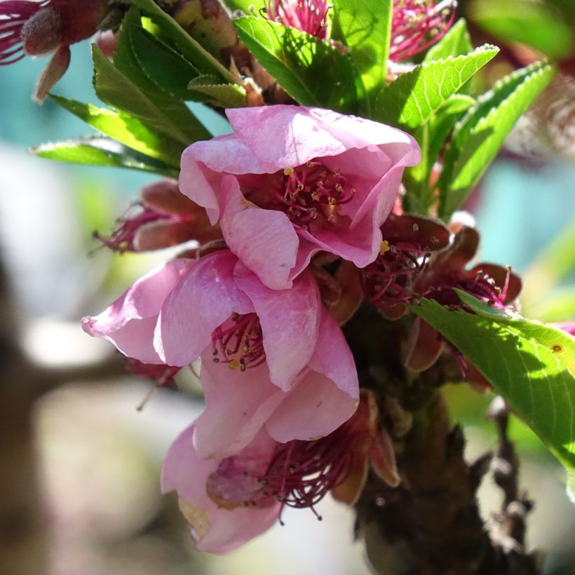 Nectarinier nain Snow Baby (Floraison)