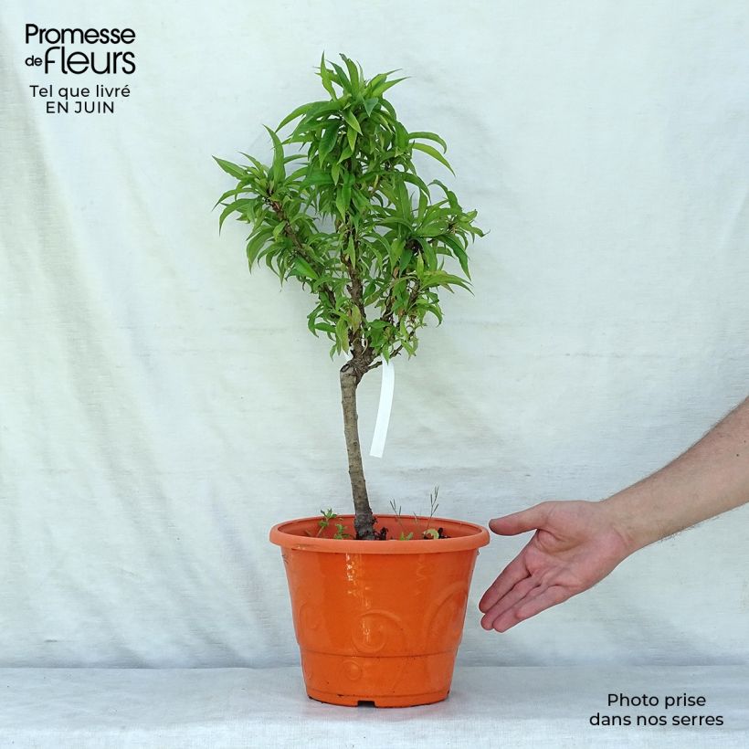 Spécimen de Nectarinier nain Snow Baby Pot de 7,5L/10L, 1/4 de tige, Tige de 40 cm tel que livré en été