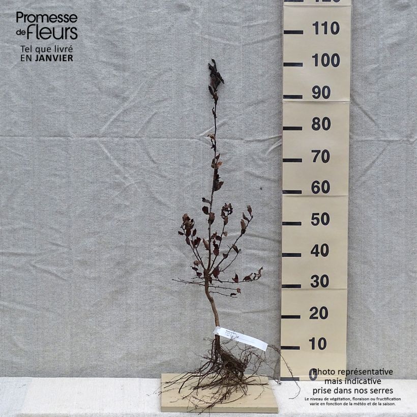 Example of Néflier - Mespilus germanica Racines nues as you get in hiver