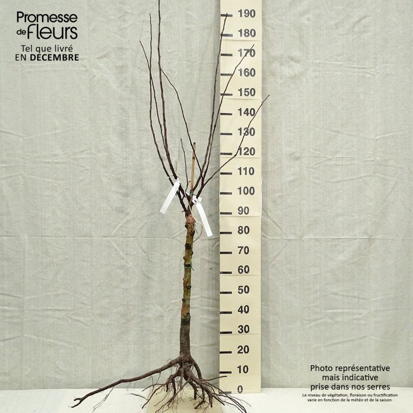 Example of Néflier - Mespilus germanica Racines nues, Gobelet as you get in hiver