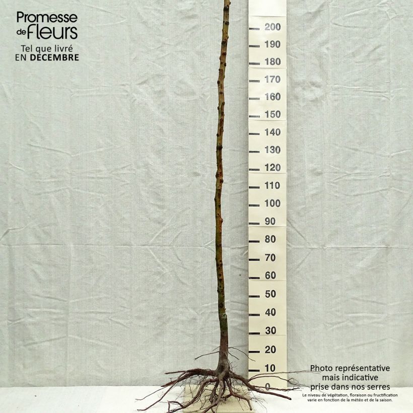 Example of Néflier - Mespilus germanica Racines nues, Haute-Tige, Haute tige as you get in hiver