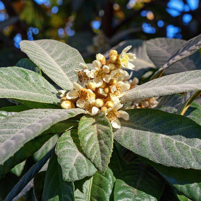 Néflier du Japon Argelino - Eriobotrya japonica (Floraison)