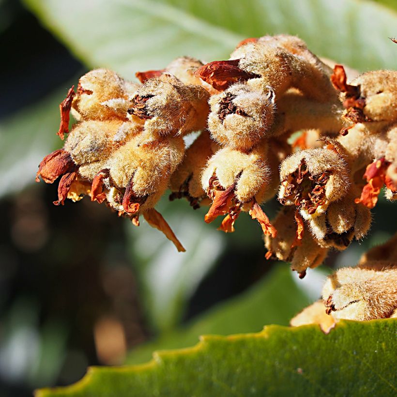 Néflier du Japon Tanaka - Eriobotrya japonica (Floraison)