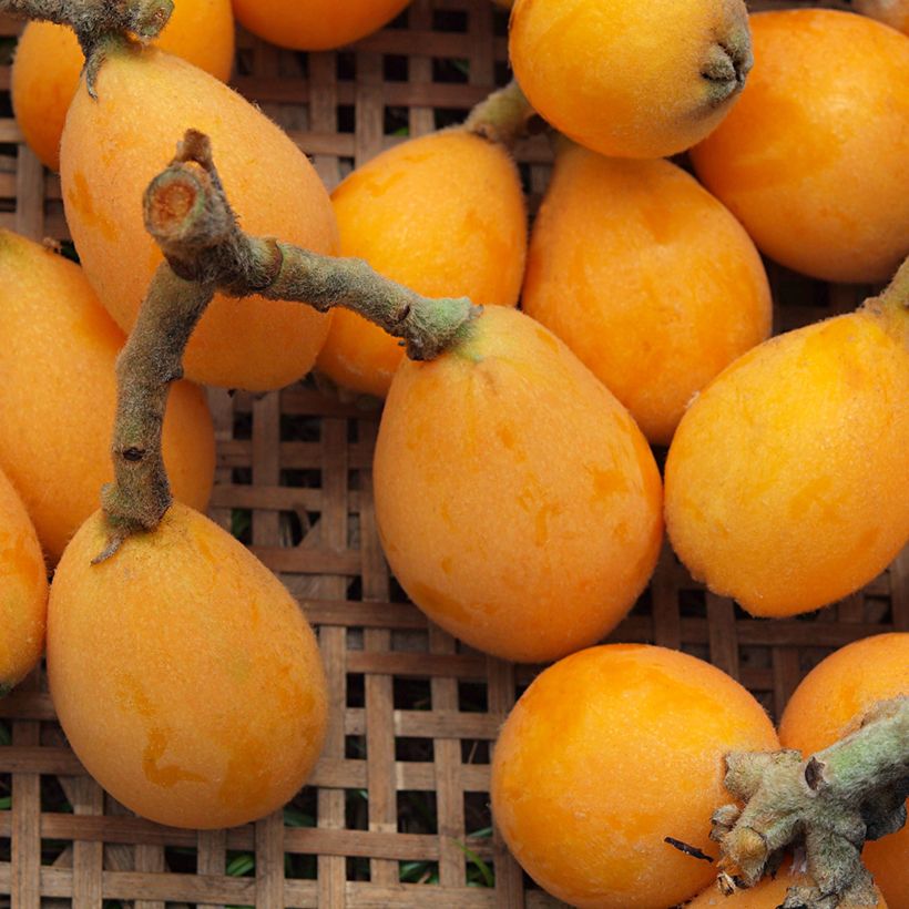 Néflier du Japon Tanaka - Eriobotrya japonica (Récolte)