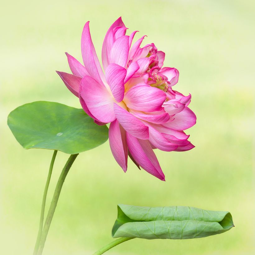 Nelumbo Elite Red - Lotus nain (Floraison)