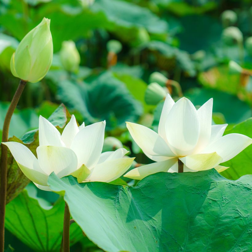 Nelumbo nucifera Hong Bian Yudie - Lotus des Indes (Floraison)