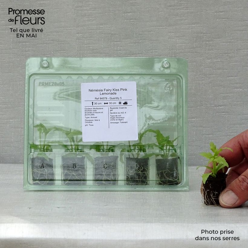 Spécimen de Némésia Fairy Kiss Pink Lemonade Mini-motte Ø 1,5/2,5 cm, Livré en plant vert de 5 à 10 cm de hauteur tel que livré au printemps