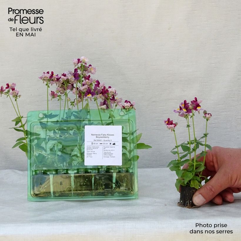 Spécimen de Nemesia Fairy Kisses Boysenberry  Mini-motte Ø 1,5/2,5 cm, Plant vert de 5 à 10 cm de haut tel que livré au printemps