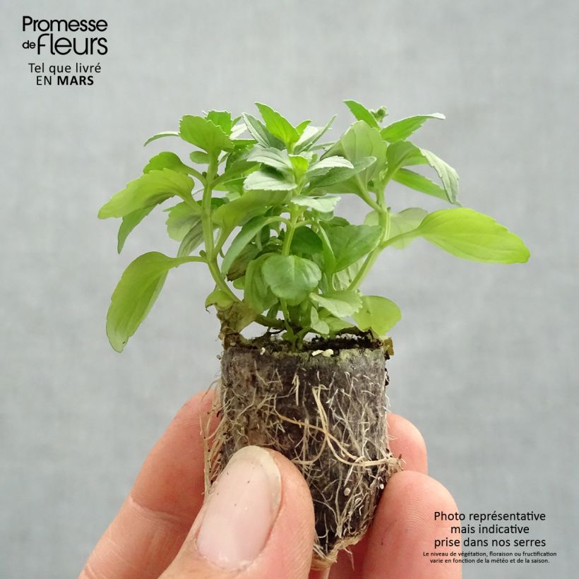 Spécimen de Nemesia Fairy Kisses Citrine Mini-motte Ø 3/4 cm, Plant vert de 5 à 10 cm de haut tel que livré au printemps