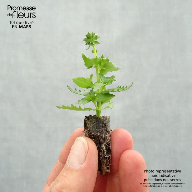 Spécimen de Nemesia Nesia Burgundy Mini-motte Ø 1,5/2,5 cm tel que livré au printemps