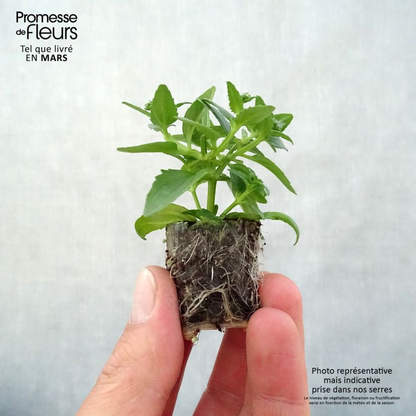 Spécimen de Nemesia Honey White - Sunpeddle White Perfume Mini-motte Ø 3/4 cm, Plant vert de 5 à 10 cm de haut tel que livré au printemps