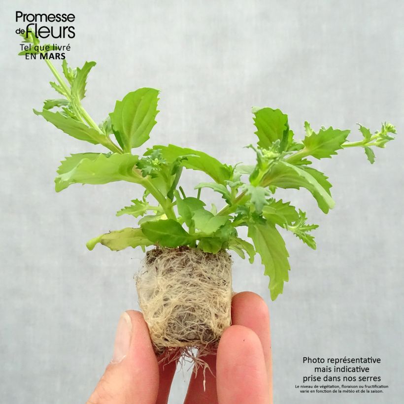 Spécimen de Nemesia Sunsatia Cherry On Ice Mini-motte Ø 3/4 cm tel que livré au printemps