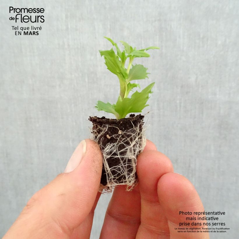 Spécimen de Némésia  Sunsatia Plus Anona Mini-motte Ø 1,5/2,5 cm, Livré en plant vert de 5 à 10 cm de hauteur tel que livré au printemps