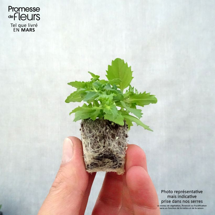 Spécimen de Némésia Sunsatia Plus Berry Delight Mini-motte Ø 3/4 cm, Livré en plant vert de 5 à 10 cm de hauteur tel que livré au printemps