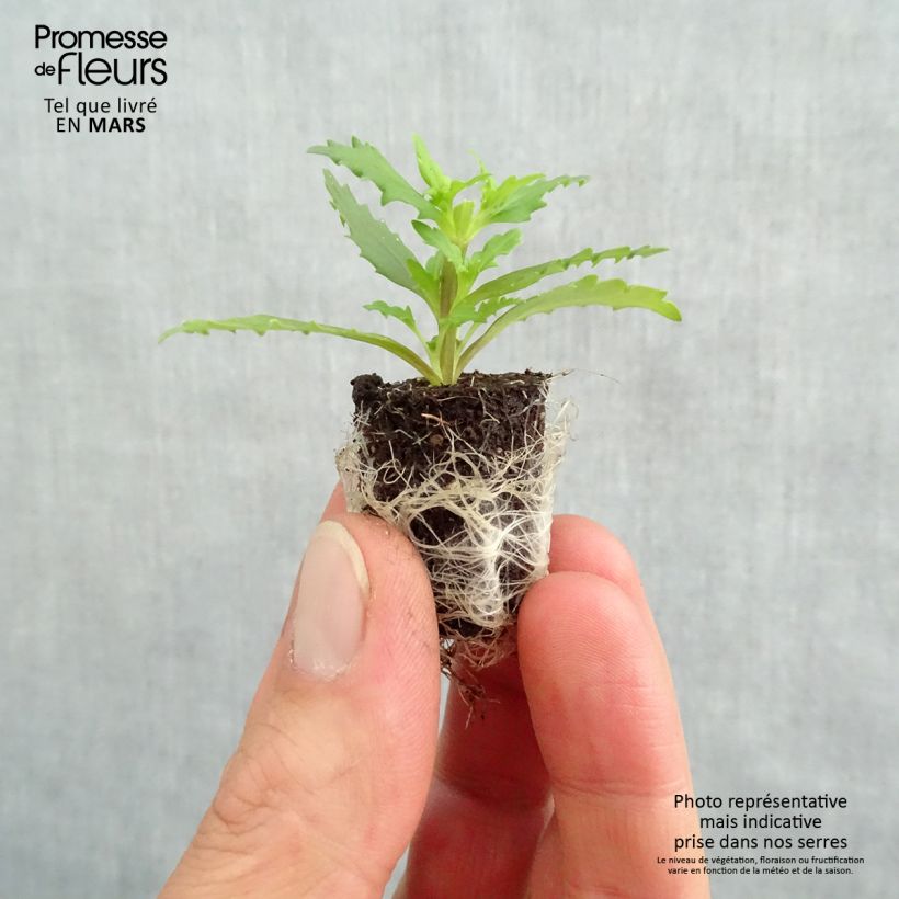 Spécimen de Némésia Sunsatia Plus Little Vanilla Mini-motte Ø 1,5/2,5 cm, Livré en plant vert de 5 à 10 cm de hauteur tel que livré au printemps