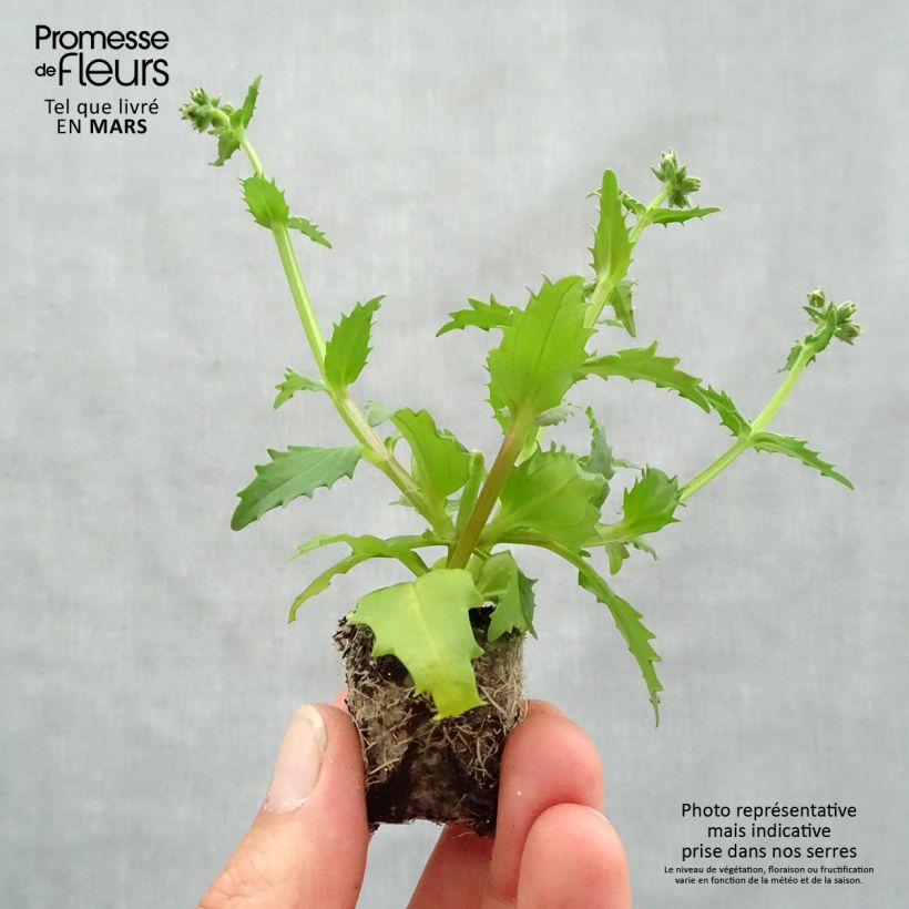 Spécimen de Nemesia Sunsatia Plus Strawberry Mini-motte Ø 3/4 cm tel que livré au printemps