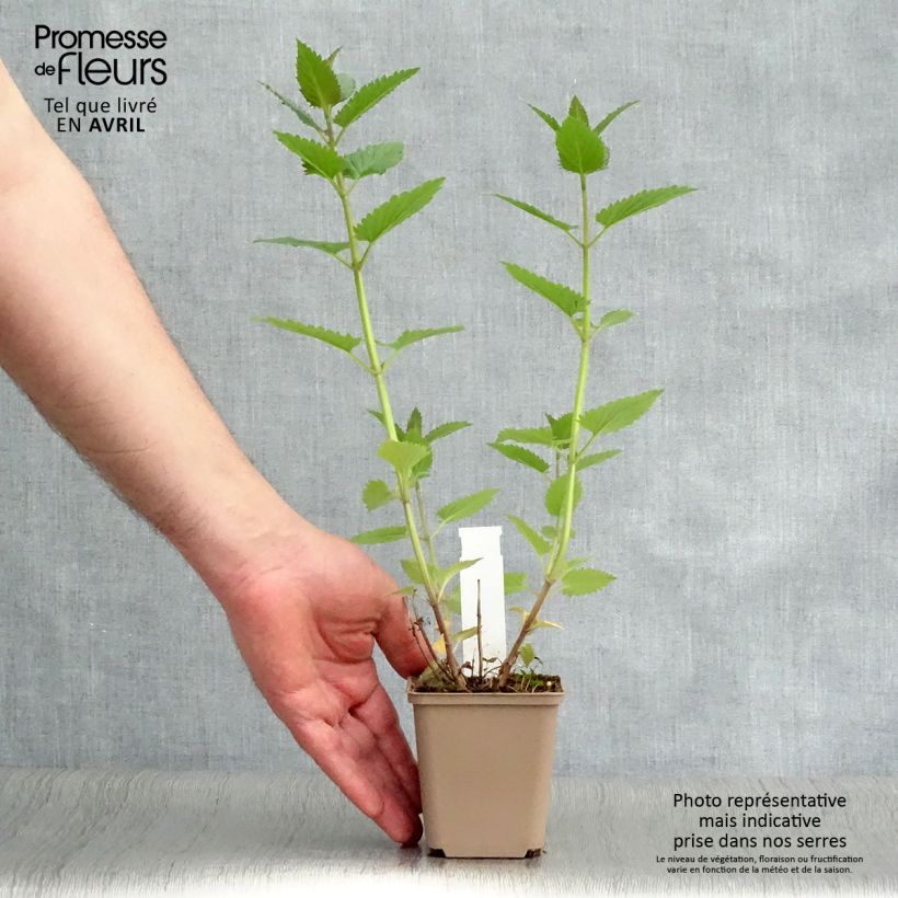 Example of Nepeta Blue Dragon - Nepeta à fleurs bleu-violet Godet de 8/9 cm as you get in printemps