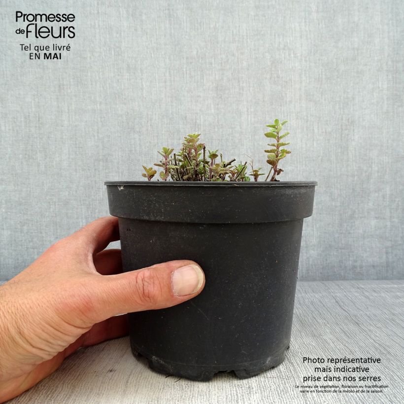 Spécimen de Nepeta Kit Cat - Chataire Pot de 2L/3L tel que livré au printemps