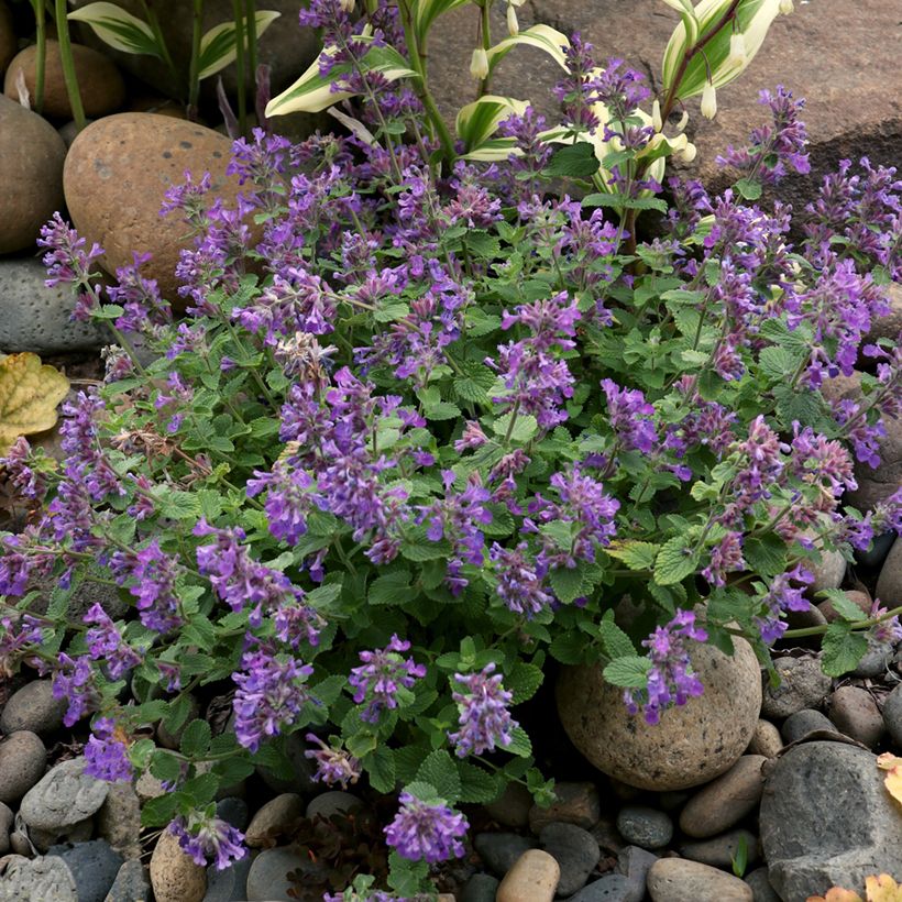 Nepeta Nova Blue - Népéta hybride (Plant habit)