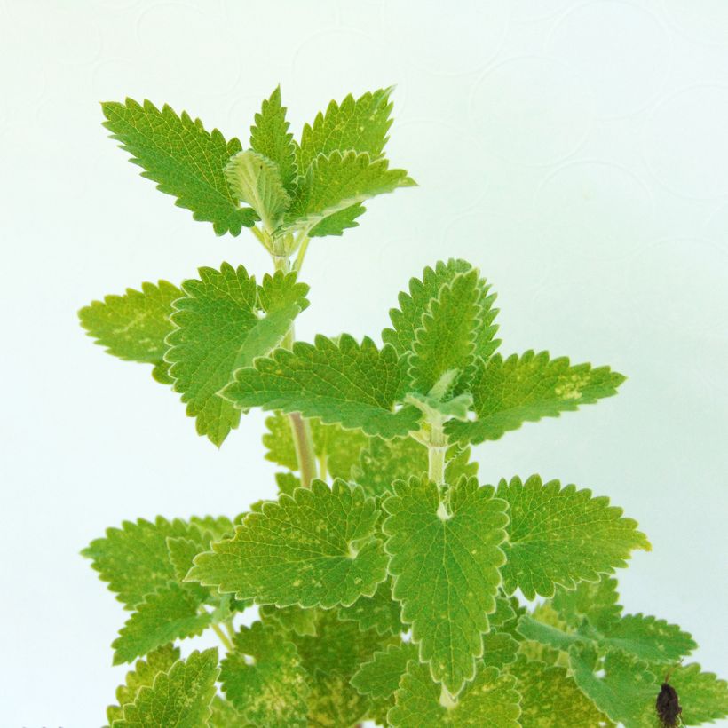 Nepeta cataria Citriodora - Chataire citron. (Foliage)