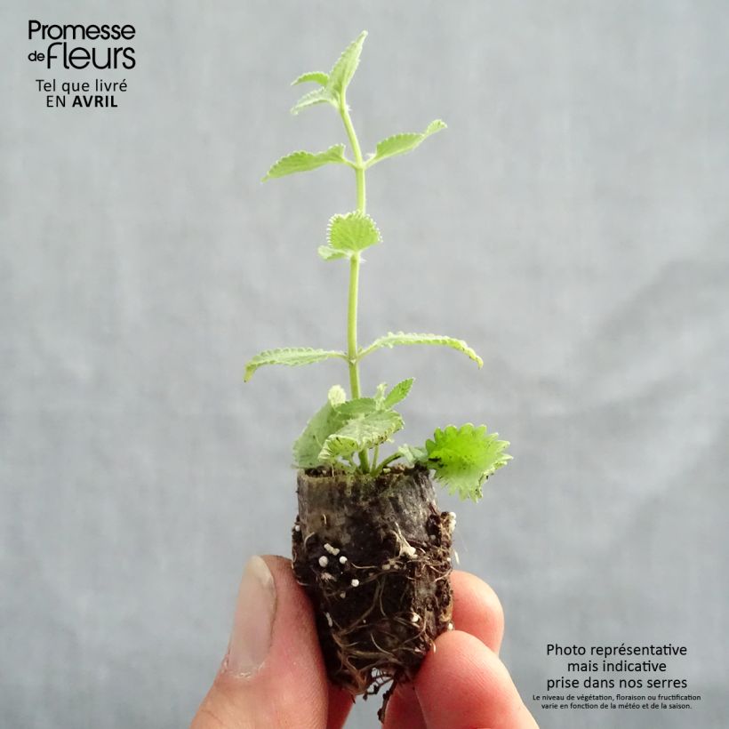 Spécimen de Nepeta faassenii Cat’s Meow - Chataire  Mini-motte Ø 1,5/2,5 cm, Livré en plant vert de 5 à 10 cm de hauteur tel que livré au printemps