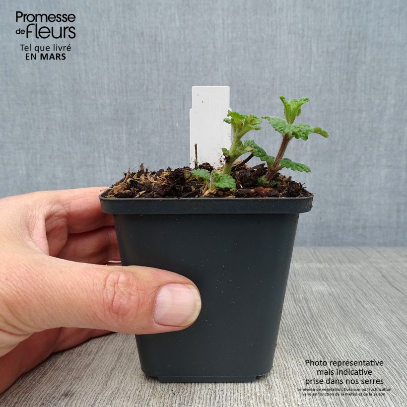 Example of Nepeta faassenii Cat's Pajamas Godet de 8/9 cm as you get in printemps