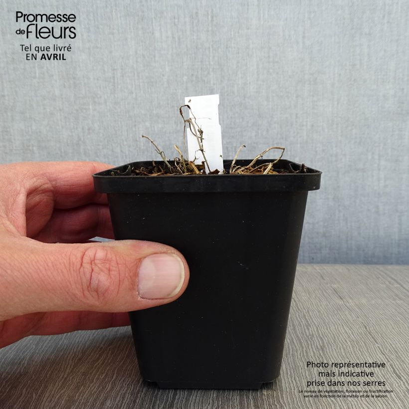 Spécimen de Nepeta faassenii - Népéta hybride Godet de 8/9 cm tel que livré au printemps