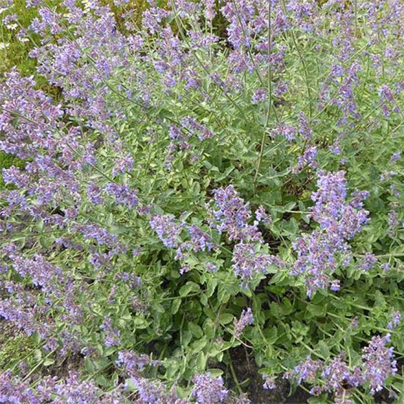 Nepeta faassenii Six Hill Giant Gold (Flowering)