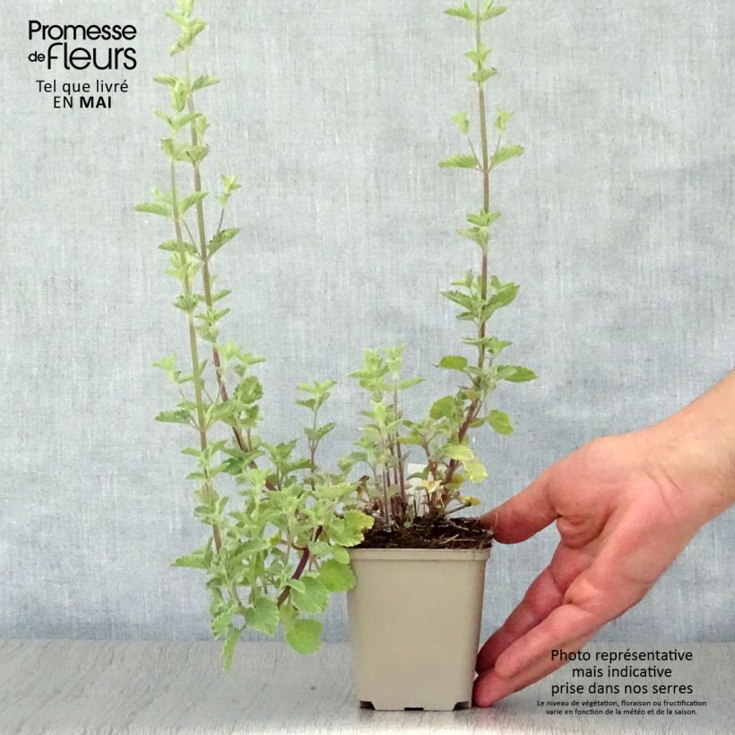 Example of Nepeta faassenii Six Hill Giant Gold Godet de 8/9 cm as you get in printemps