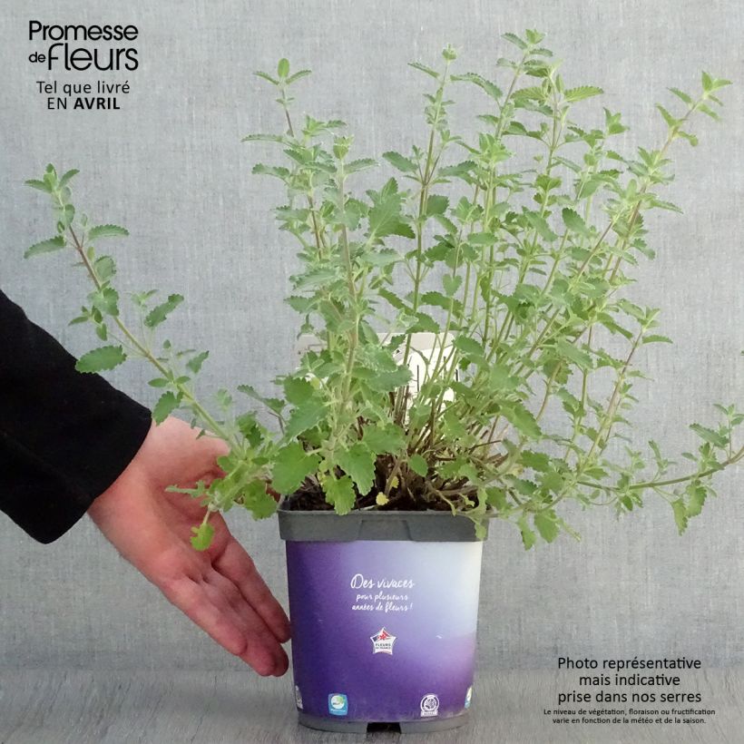 Spécimen de Nepeta faassenii Six Hill s Giant Pot de 2L/3L tel que livré au printemps