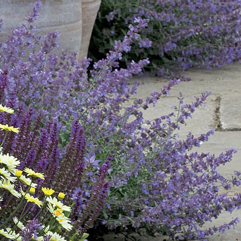 Nepeta faassenii Walker's Low (Floraison)
