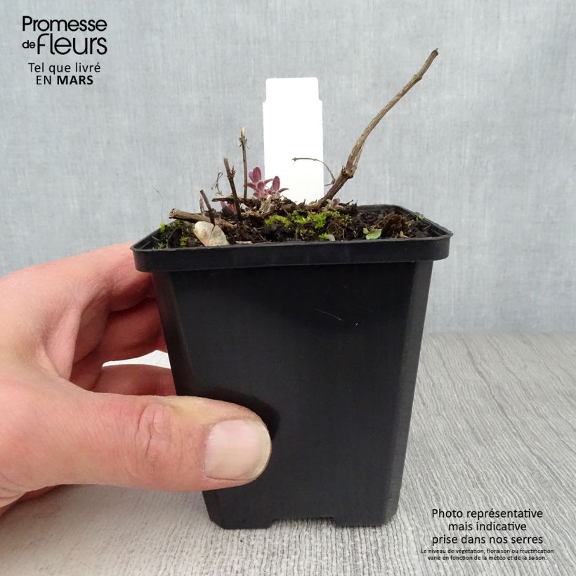 Spécimen de Nepeta grandiflora Bramdean Godet de 8/9 cm tel que livré au printemps