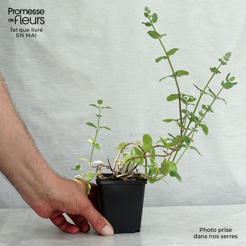 Example of Nepeta grandiflora Summer Magic Godet de 8/9 cm as you get in printemps