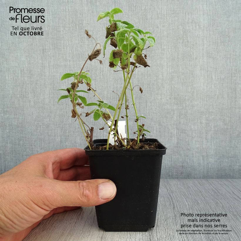 Spécimen de Nepeta grandiflora Wild Cat - chataire Godet de 8/9 cm tel que livré en automne