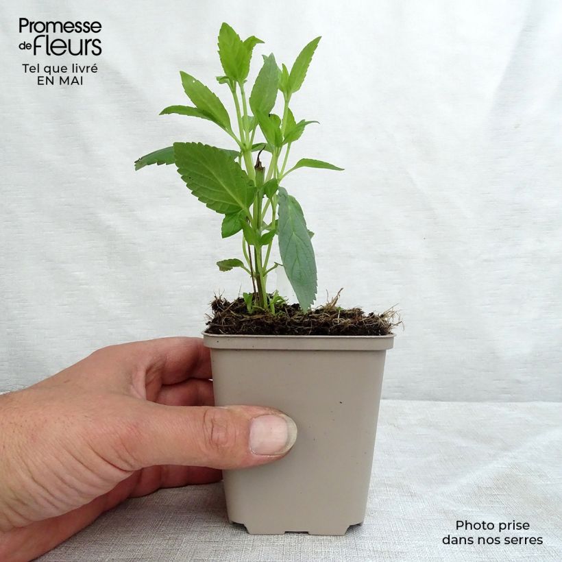 Example of Nepeta kubanica - Chataire Godet de 8/9 cm as you get in printemps
