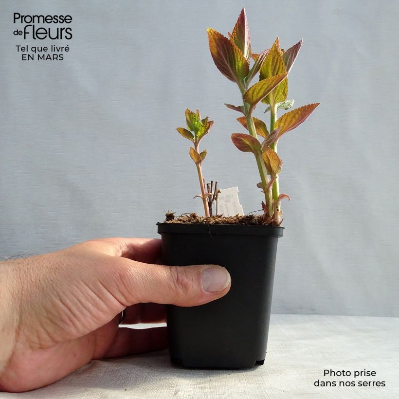 Example of Nepeta manchuriensis Manchu Blue Godet de 8/9 cm as you get in printemps