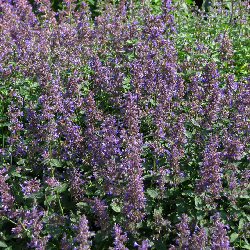 Nepeta mussinii (racemosa) - Chataire (Flowering)