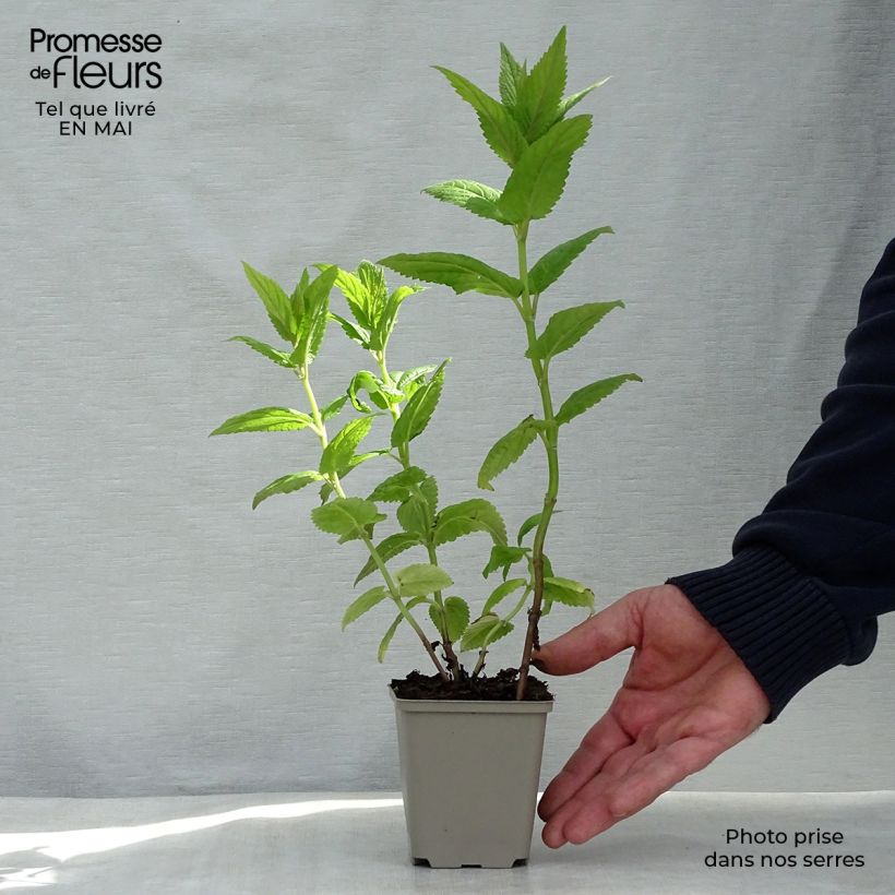 Spécimen de Népéta nervosa Neptune - Chataire Godet de 8/9 cm tel que livré au printemps